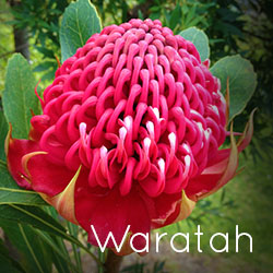 Photo of a Waratah flower